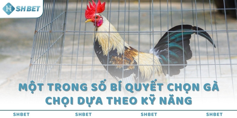 Một trong số bí quyết chọn gà chọi dựa theo kỹ năng