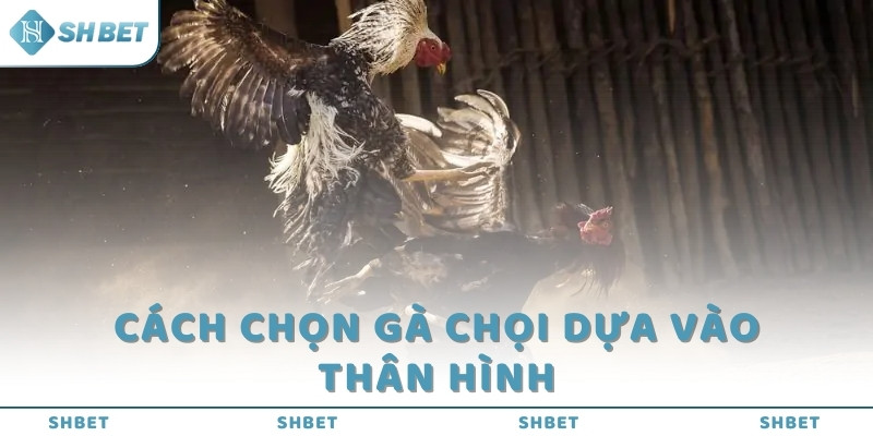 Cách chọn gà chọi dựa vào thân hình