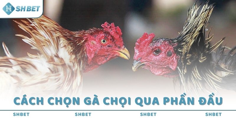 Cách chọn gà chọi qua phần đầu