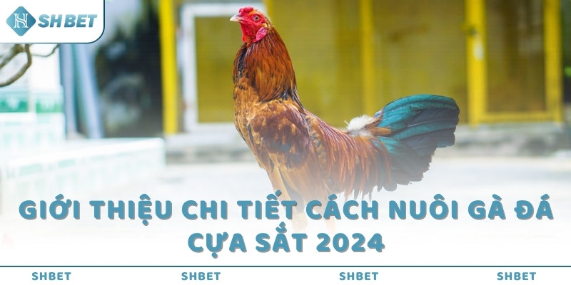 Giới thiệu chi tiết cách nuôi gà đá cựa sắt 2024