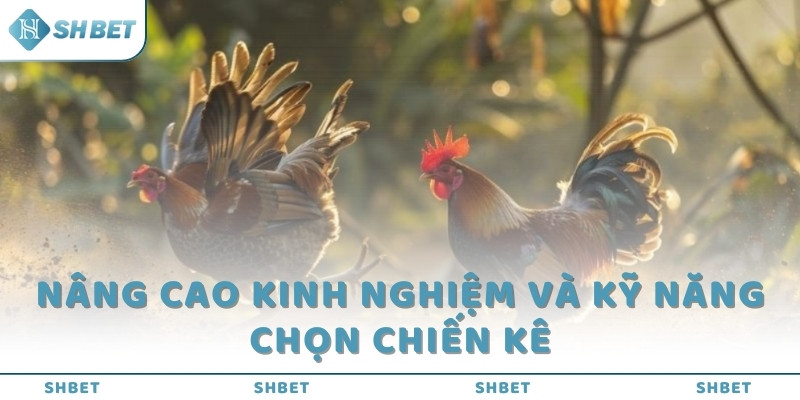 Nâng cao kinh nghiệm và kỹ năng chọn chiến kê