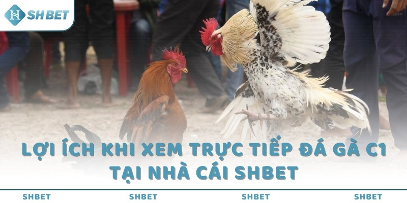 Lợi ích khi xem trực tiếp đá gà C1 tại nhà cái SHBET