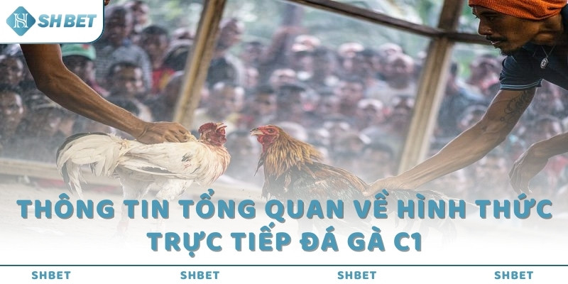 Thông tin tổng quan về hình thức trực tiếp đá gà C1