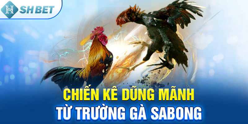 Chiến kê dũng mãnh từ trường gà Sabong